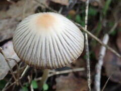 Coprinellus impatiens