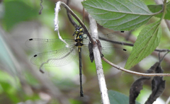 Micromidia atrifrons