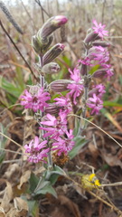 Silene scouleri