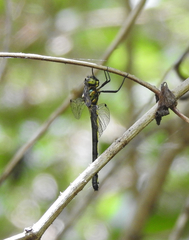 Micromidia atrifrons