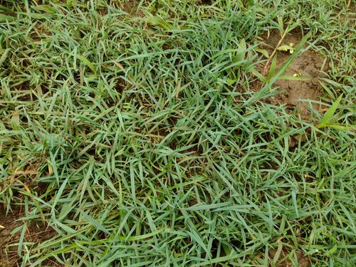 Digitaria didactyla observed 2022-12-17