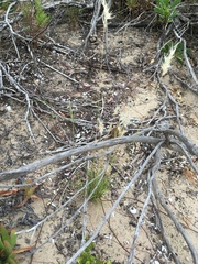 Rytidosperma caespitosum