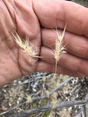 Rytidosperma caespitosum