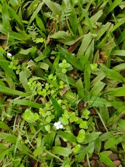 Lindernia rotundifolia