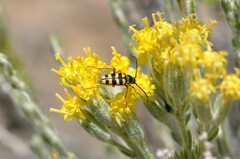 Stenostrophia tribalteata