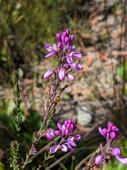 Comesperma