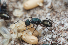 Polyrhachis hookeri