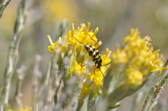 Stenostrophia tribalteata