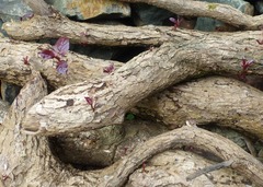 Terminalia bellirica