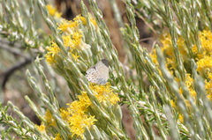 Satyrium behrii