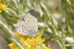 Satyrium behrii