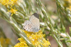 Satyrium behrii