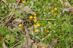 Pultenaea pedunculata