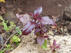Terminalia bellirica