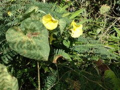 Ipomoea ochracea