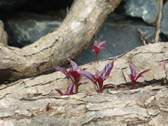 Terminalia bellirica