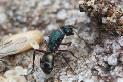 Polyrhachis hookeri