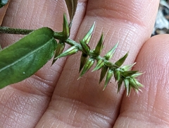 Achyranthes bidentata