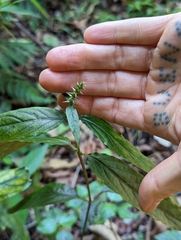 Achyranthes bidentata