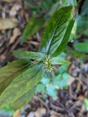 Achyranthes bidentata