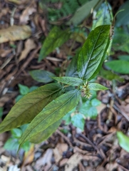 Achyranthes bidentata