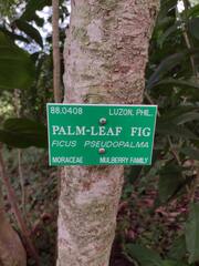 Ficus pseudopalma