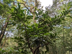 Helicia cochinchinensis