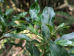 Helicia cochinchinensis