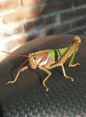 Coryacris angustipennis