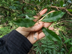 Helicia cochinchinensis