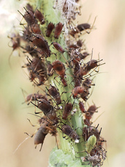 Macrosiphum