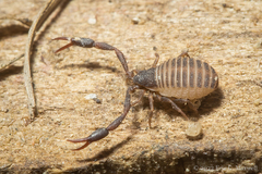 Cheliferoidea