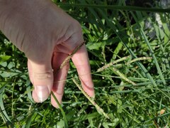 Paspalum fimbriatum