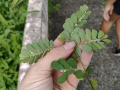 Phyllanthus leucanthus