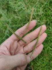 Paspalum fimbriatum