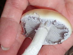 Stropharia ambigua