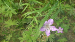 Geranium wlassovianum