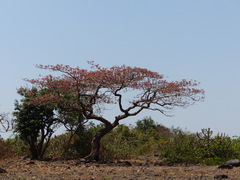 Terminalia bellirica