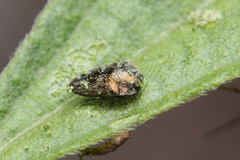 Agrilinae