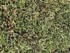 Callicladium imponens