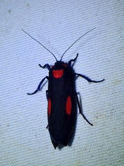 Cyana tettigonioides