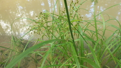 Scirpus radicans