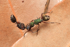 Polyrhachis hookeri