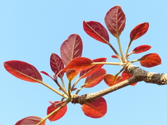 Terminalia bellirica