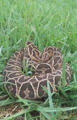 Bothrops alternatus