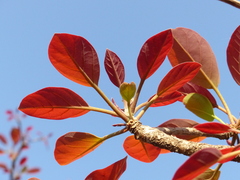 Terminalia bellirica