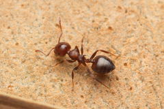 Crematogaster cornigera