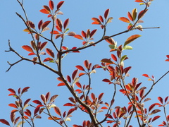 Terminalia bellirica