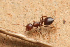 Crematogaster cornigera