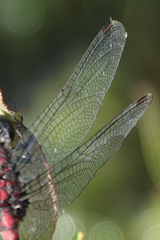 Leucorrhinia proxima